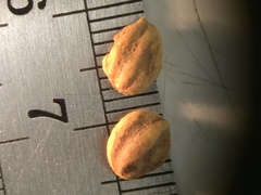 Crataegus brainerdii