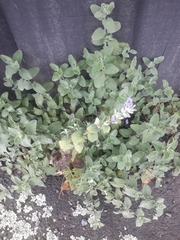 Nepeta × faassenii