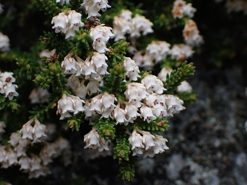 Highliving Heath (Erica altevivens)