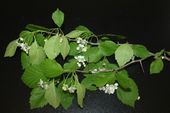 Crataegus brainerdii