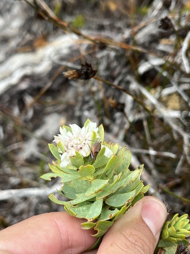 King Stripper (Lachnaea macrantha)