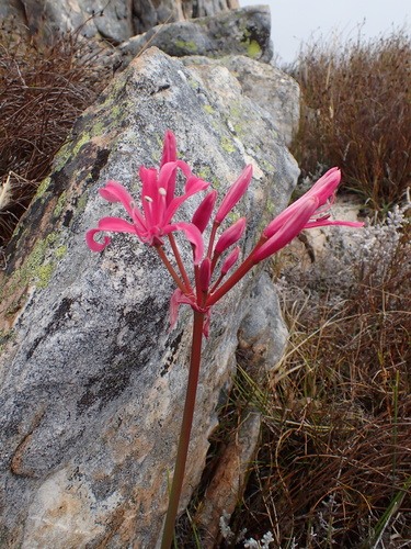 Nerine ridleyi