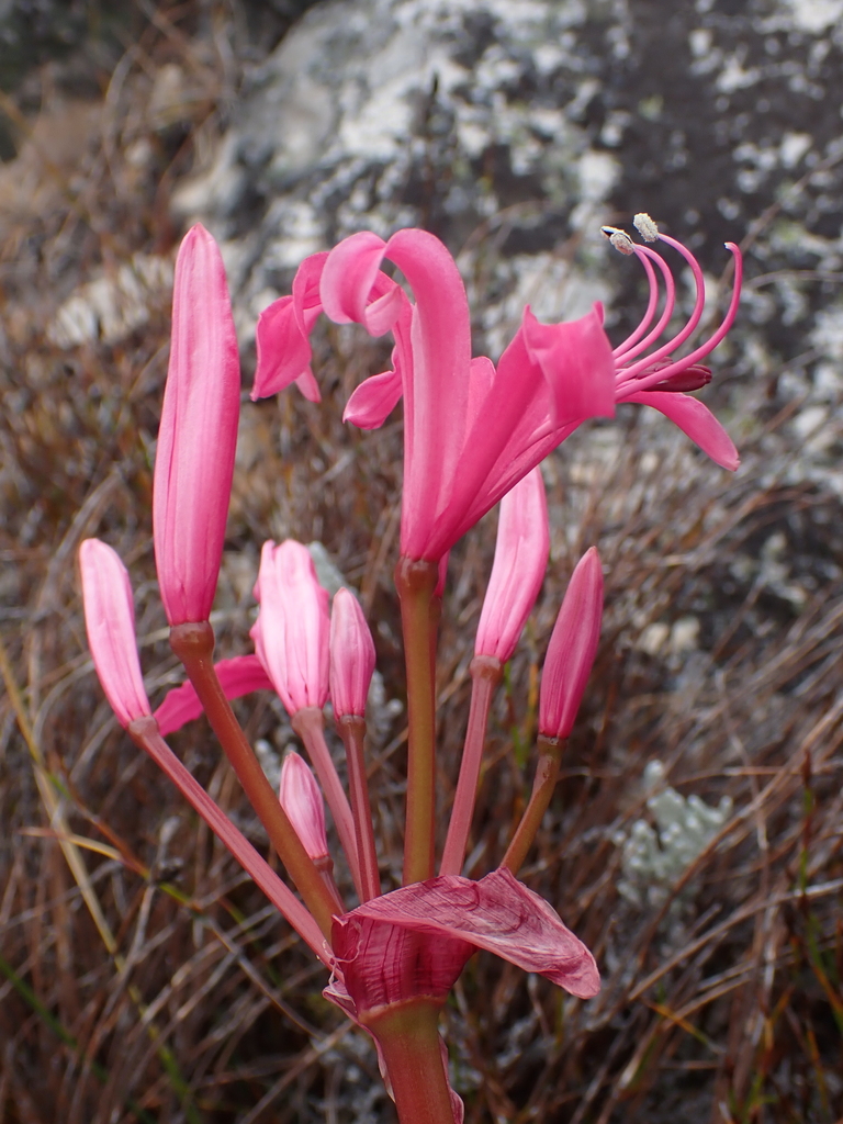 Nerine ridleyi, Cape Winelands, ZA-WC, ZA