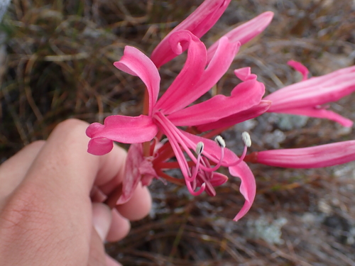 Nerine ridleyi