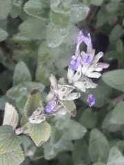Nepeta × faassenii