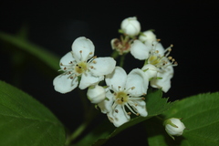 Crataegus brainerdii