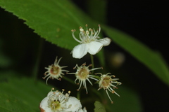 Crataegus brainerdii