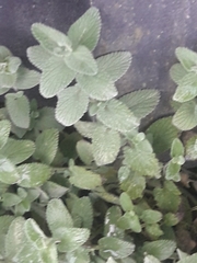 Nepeta × faassenii