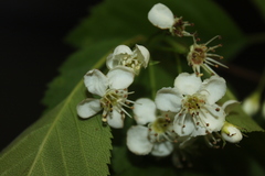 Crataegus brainerdii