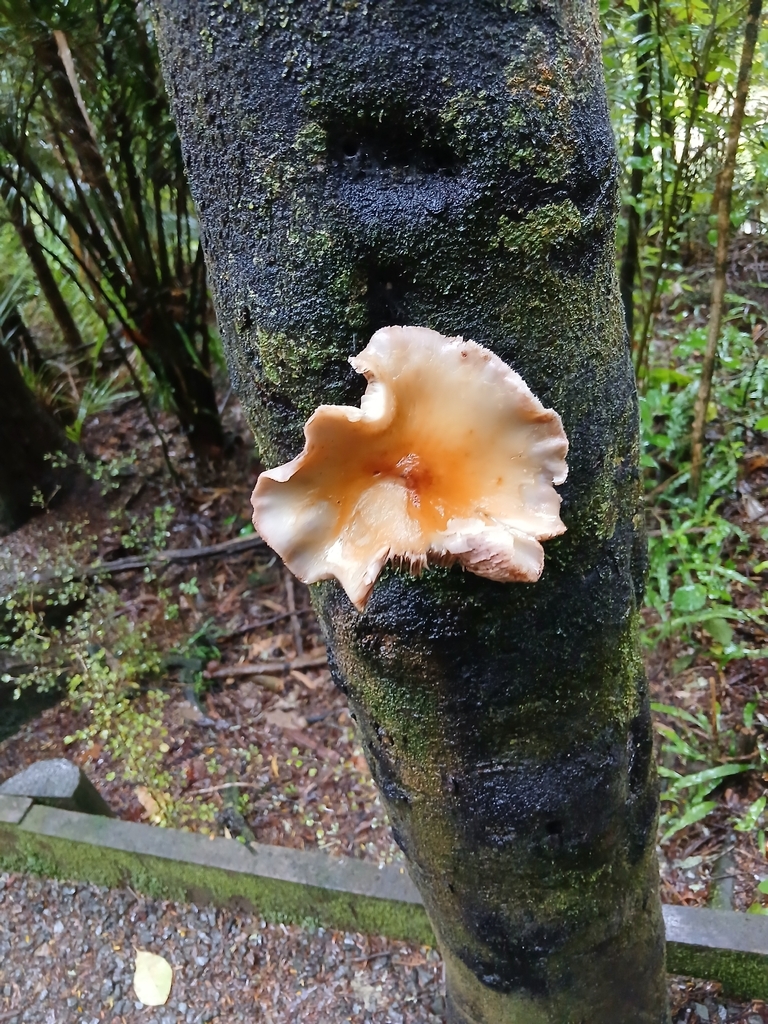 Cyclocybe parasitica · January 2026 · photo: © mphnz (iNaturalist, cc0)