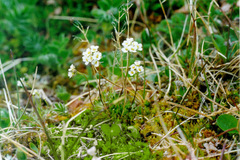 Draba fladnizensis