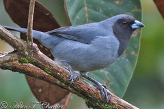 Schistochlamys melanopis