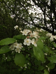 Crataegus brainerdii