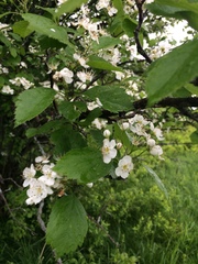 Crataegus brainerdii