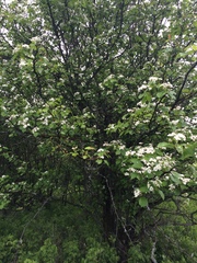 Crataegus brainerdii