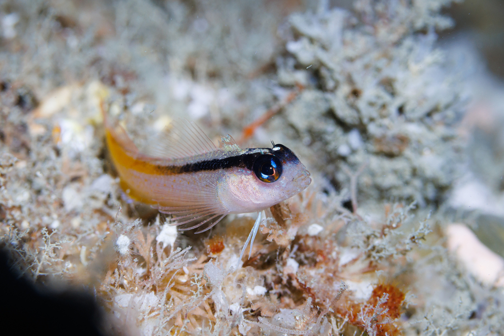 Yellowblack triplefin (Forsterygion flavonigrum) — Tripterygiidae