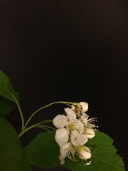 Crataegus brainerdii