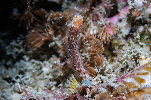 Steginoporella observed 2026-01-20