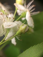Crataegus brainerdii