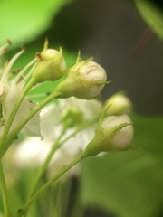 Crataegus brainerdii