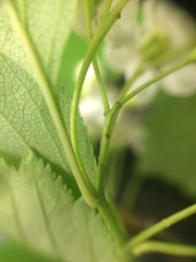 Crataegus brainerdii