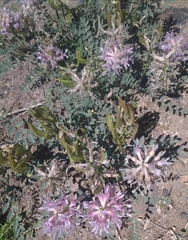 Astragalus succumbens