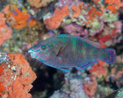Schlegel's Parrotfish photo 2