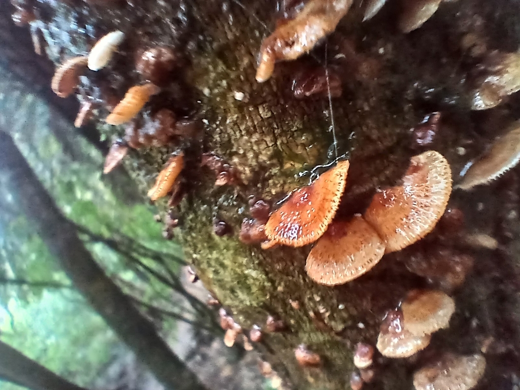 Chaetocalathus cocciformis · January 2026 · photo: © mphnz (iNaturalist, cc0)