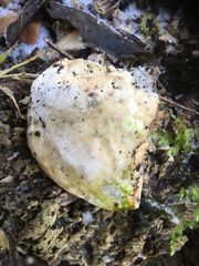 Rigidoporus ulmarius