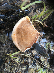 Rigidoporus ulmarius