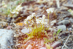 Draba fladnizensis