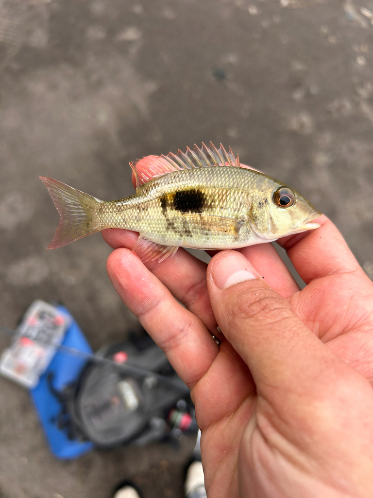 Black-blotch Emperor (Lethrinus harak)