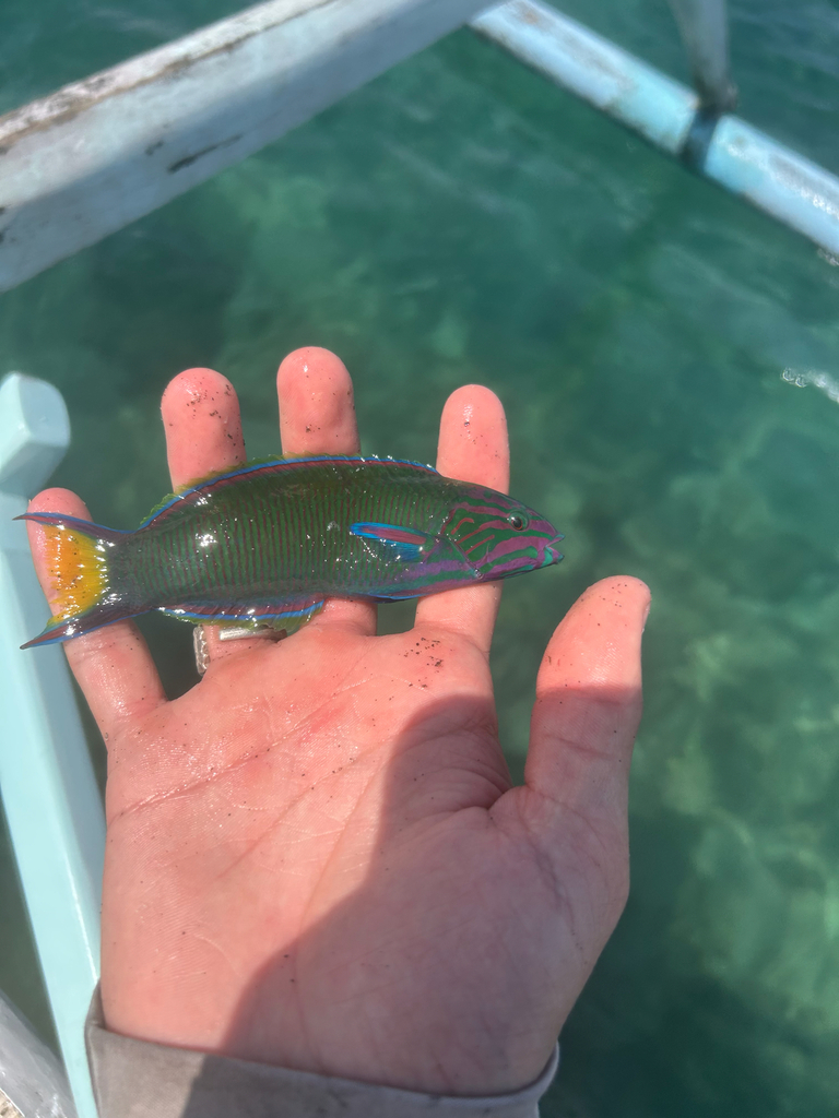 Blue wrasse (Thalassoma lunare)