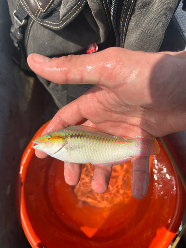 Brownbanded wrasse (Halichoeres scapularis) — Labridae — 2