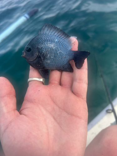 Dascyllus trimaculatus