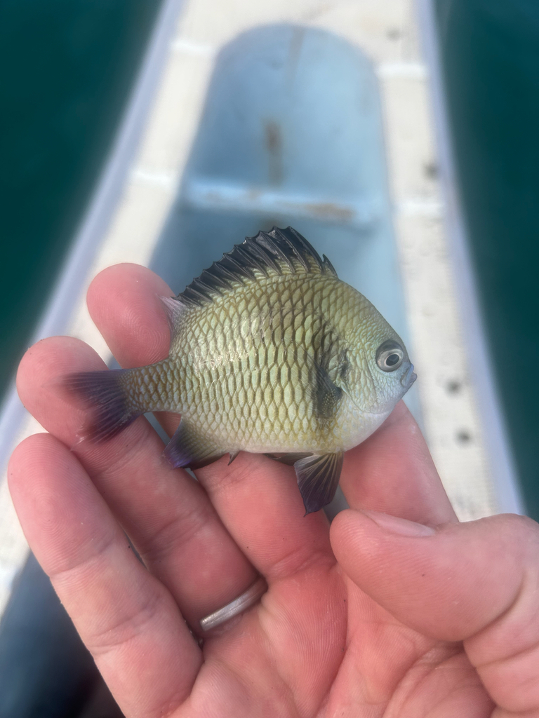 Headband Humbug (Dascyllus reticulatus)
