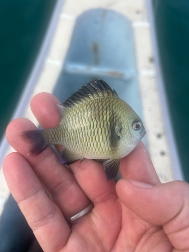 Dascyllus reticulatus