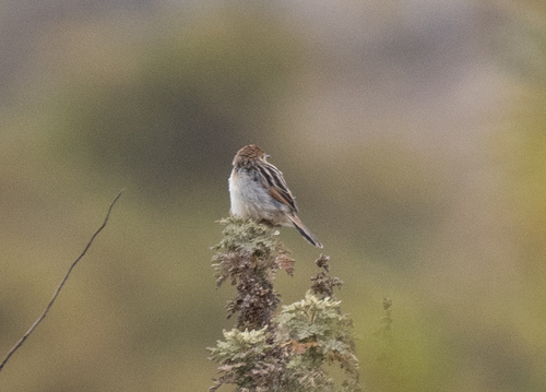 Ethiopian Cisticola (Cisticola lugubris)