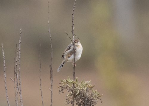 Ethiopian Cisticola (Cisticola lugubris), photo 5