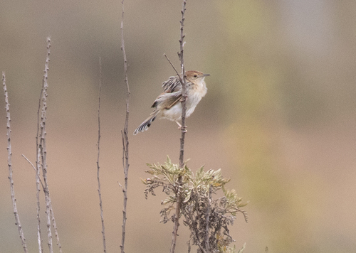Ethiopian Cisticola (Cisticola lugubris), photo 2