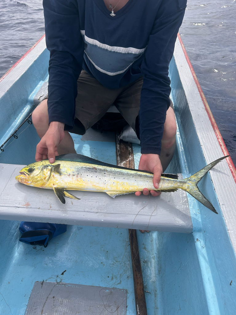 Common Dolphifish (Coryphaena hippurus)