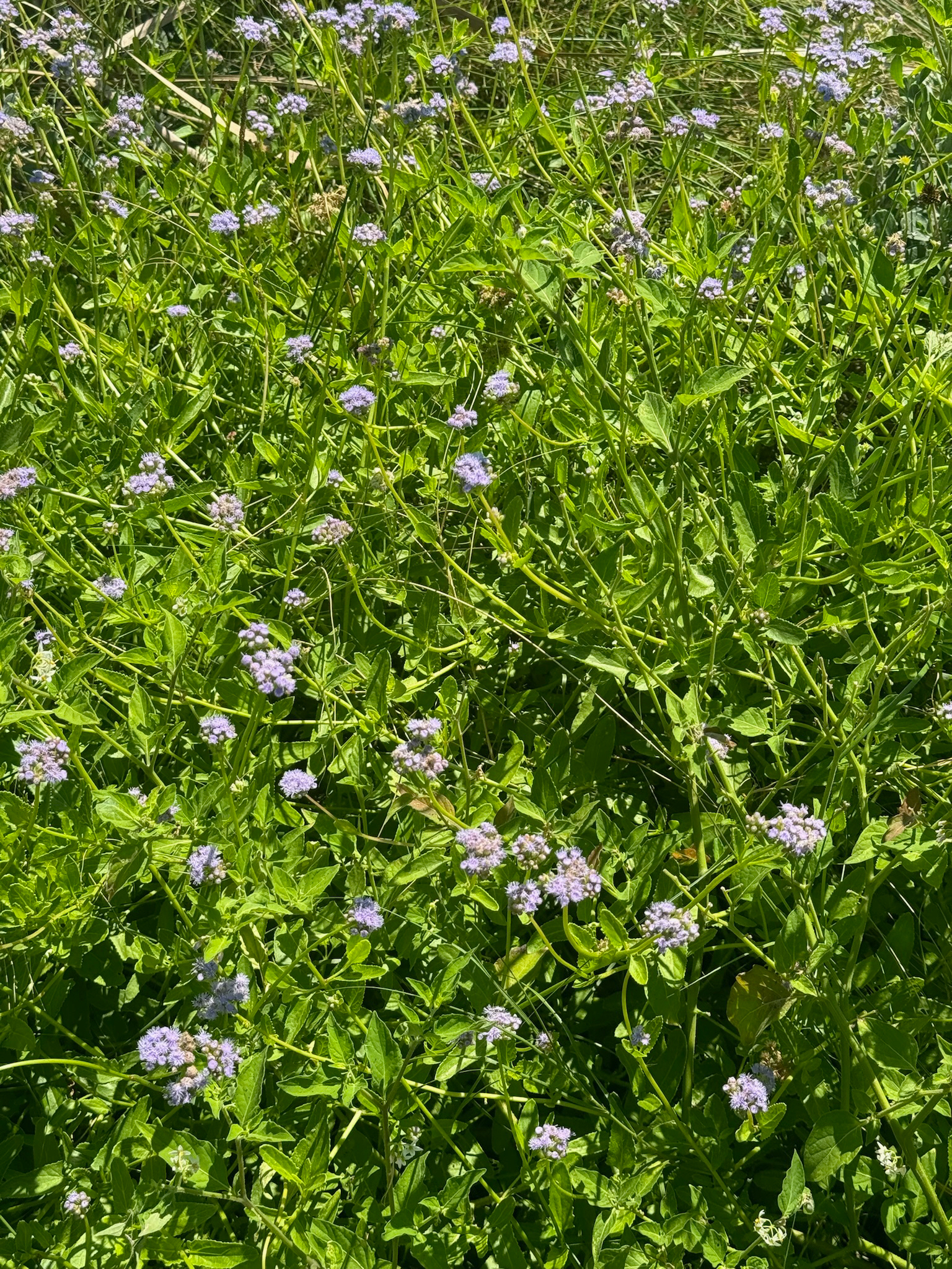Betonyleaf Mistflower (Conoclinium betonicifolium)