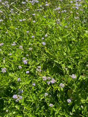 Conoclinium betonicifolium, photograph (c) Aden Sommerville, some rights reserved (CC BY)