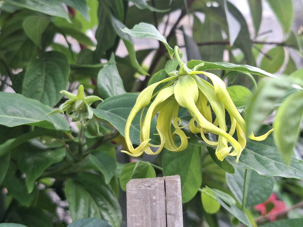 kenanga (Cananga odorata)