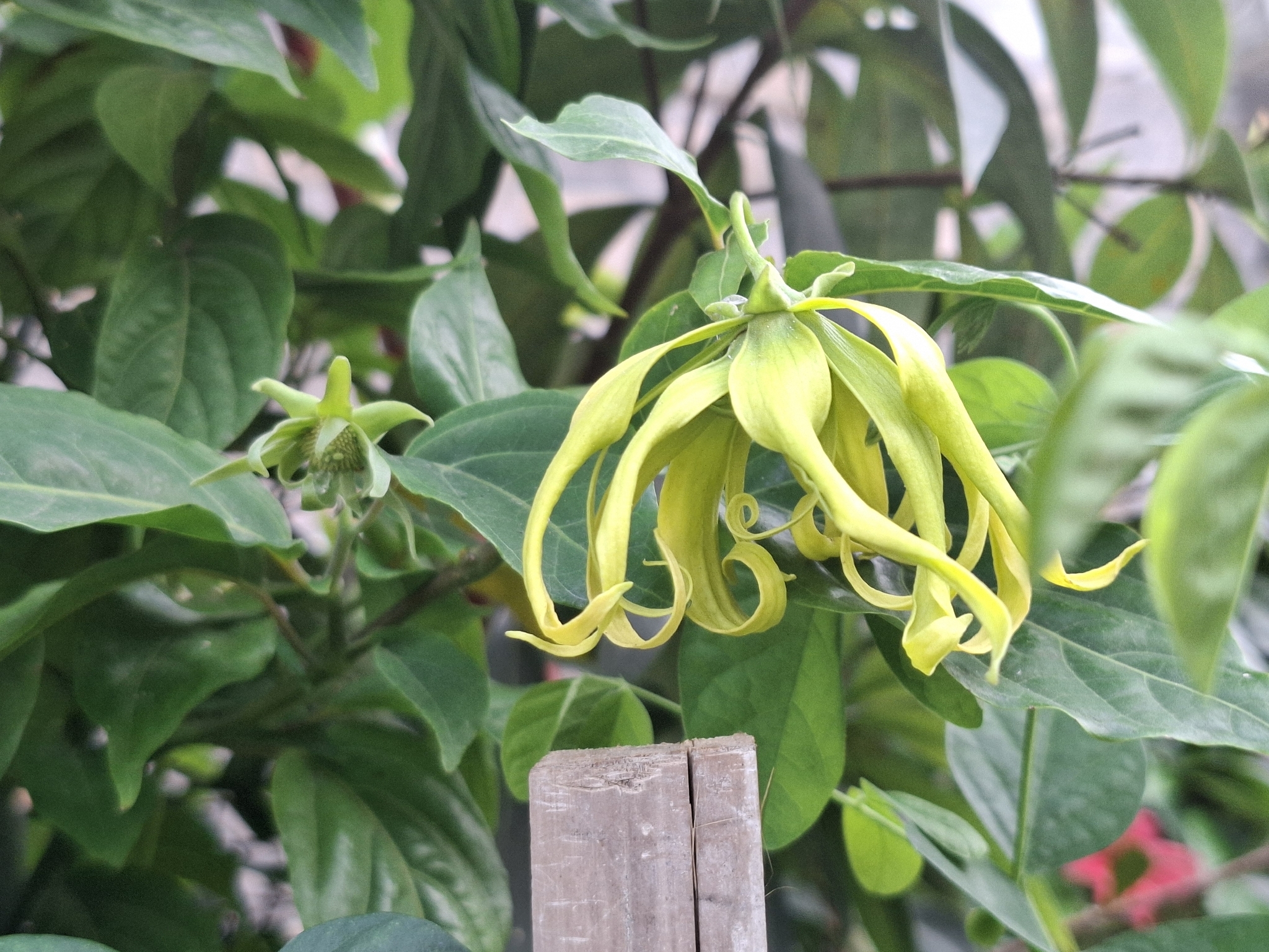 Hoàng lan (Cananga odorata)
