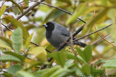 Schistochlamys melanopis