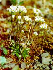 Draba fladnizensis