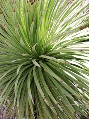 Agave stricta