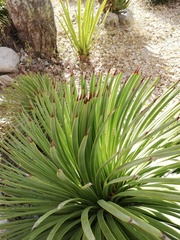 Agave stricta