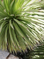 Agave stricta